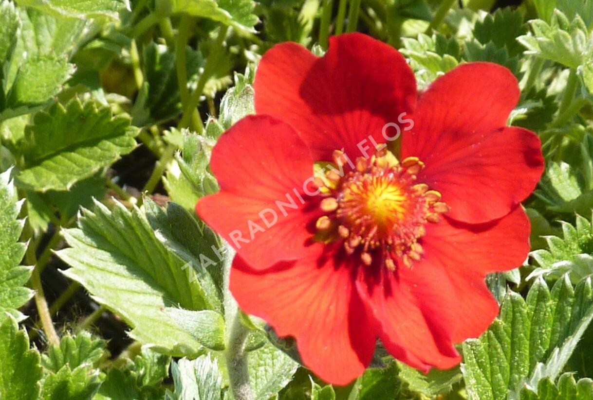 Mochna tmavočervená - Potentilla atrosanguinea