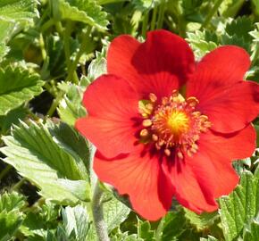 Mochna tmavočervená - Potentilla atrosanguinea