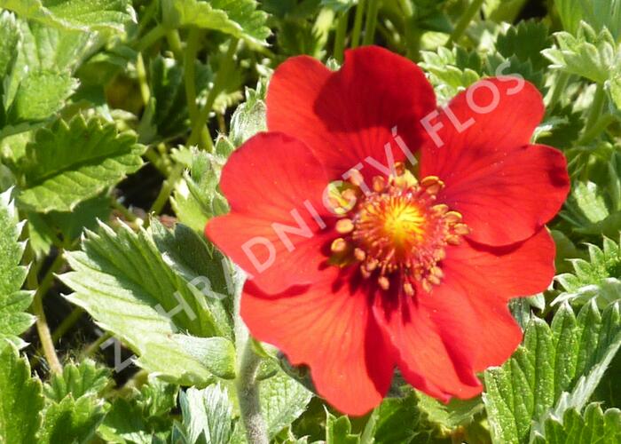 Mochna tmavočervená - Potentilla atrosanguinea