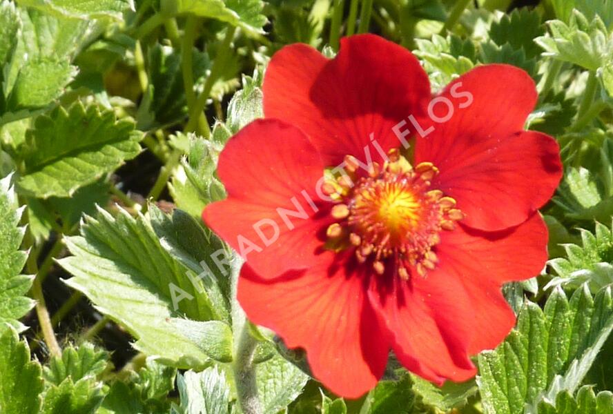 Mochna tmavočervená - Potentilla atrosanguinea