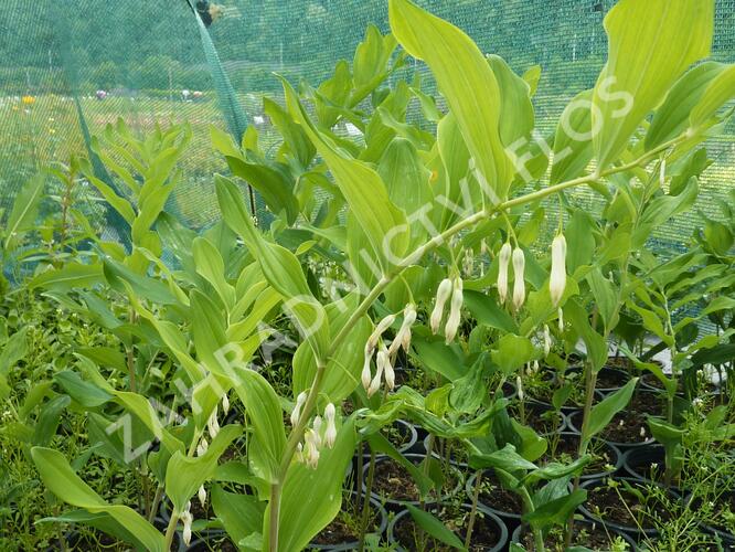 Kokořík mnohokvětý - Polygonatum multiflorum