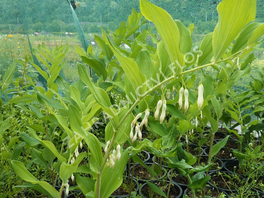 Kokořík mnohokvětý - Polygonatum multiflorum