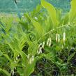 Kokořík mnohokvětý - Polygonatum multiflorum