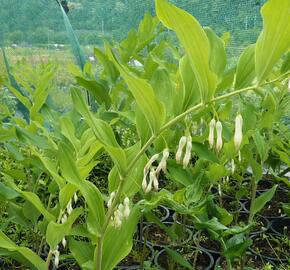 Kokořík mnohokvětý - Polygonatum multiflorum