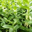 Kokořík nízký - Polygonatum humile