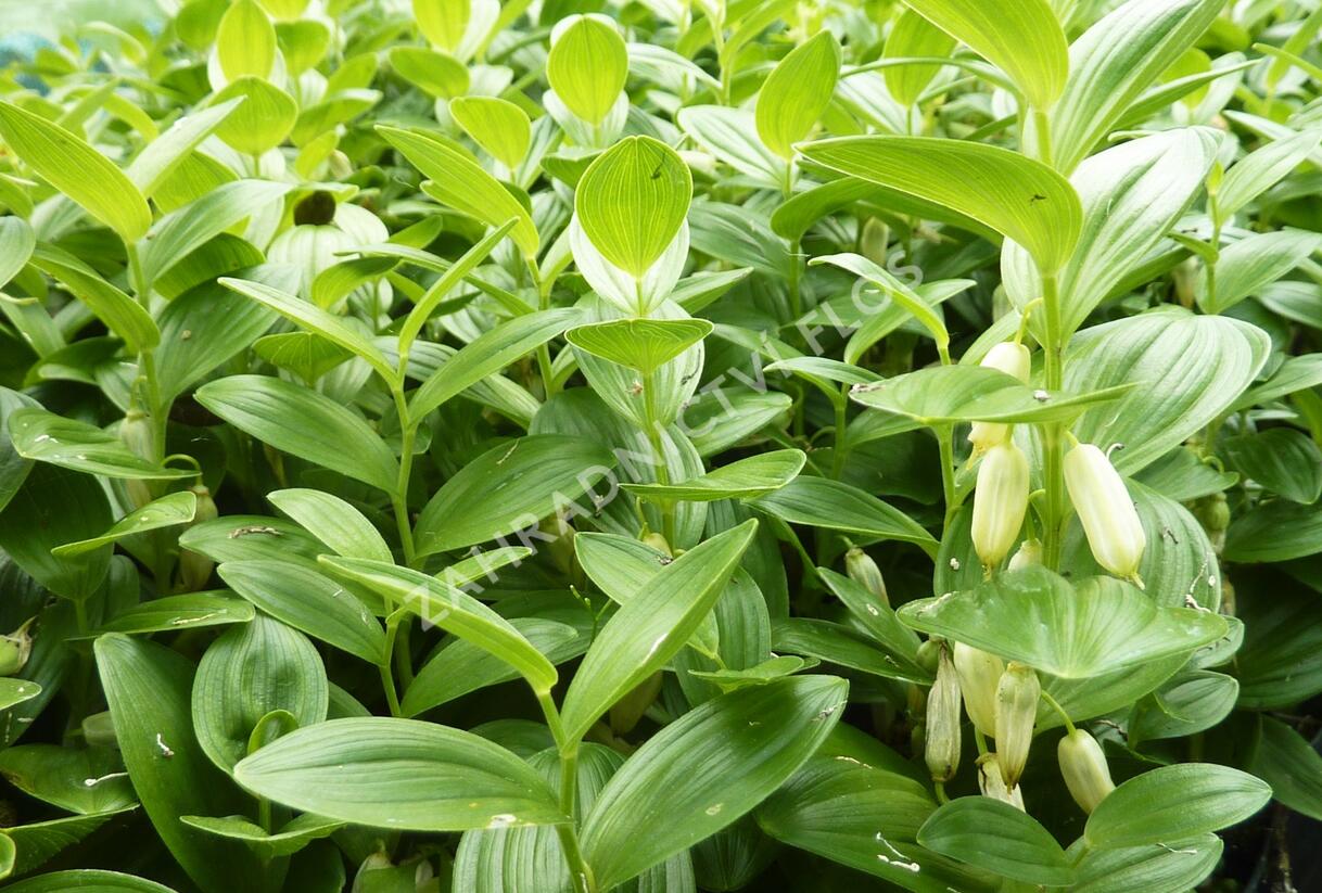 Kokořík nízký - Polygonatum humile