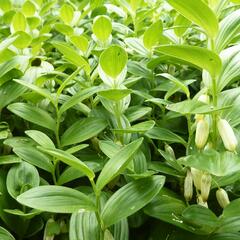 Kokořík nízký - Polygonatum humile