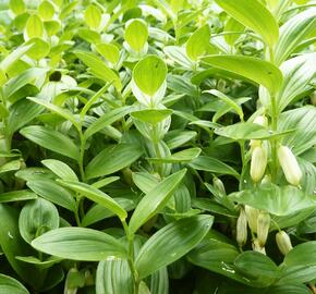 Kokořík nízký - Polygonatum humile