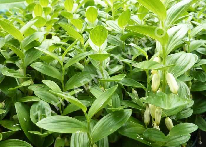 Kokořík - Polygonatum humile