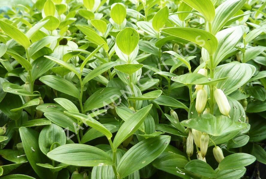 Kokořík nízký - Polygonatum humile