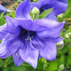 Zvonkovec velkokvětý, boubelka  'Astra Double Blue' - Platycodon grandiflorus 'Astra Double Blue'