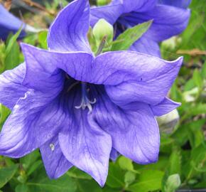 Zvonkovec velkokvětý, boubelka  'Astra Double Blue' - Platycodon grandiflorus 'Astra Double Blue'