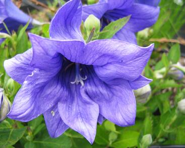 Zvonkovec velkokvětý, boubelka 'Astra Double Blue'