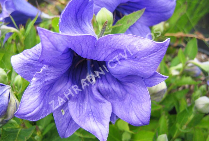 Zvonkovec velkokvětý, boubelka 'Astra Double Blue' - Platycodon grandiflorus 'Astra Double Blue'