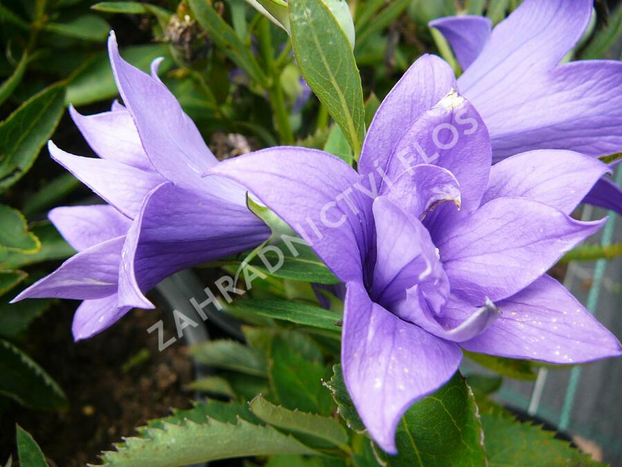 Zvonkovec velkokvětý, boubelka  'Astra Double Blue' - Platycodon grandiflorus 'Astra Double Blue'