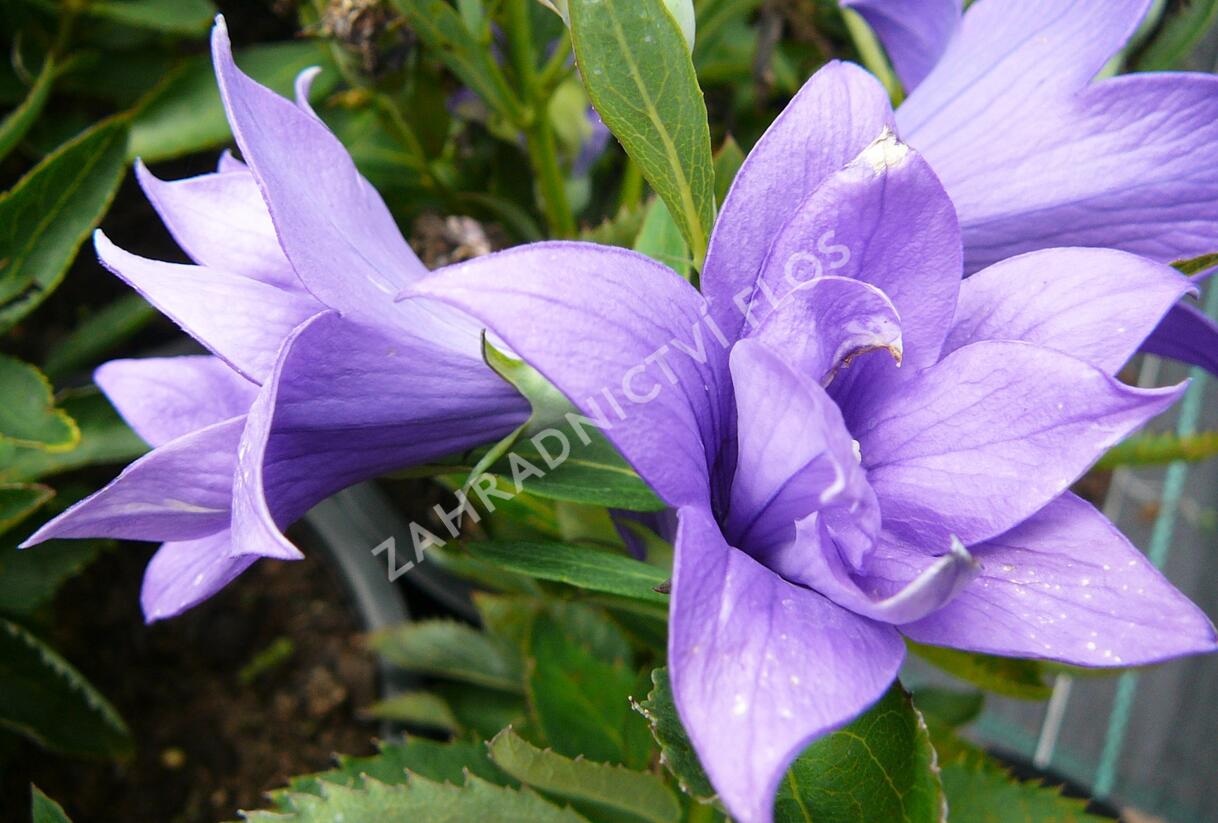 Zvonkovec velkokvětý, boubelka 'Astra Double Blue' - Platycodon grandiflorus 'Astra Double Blue'