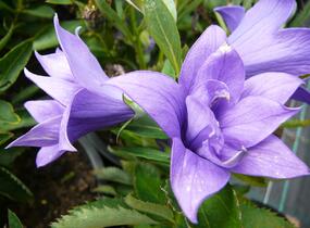 Zvonkovec velkokvětý, boubelka 'Astra Double Blue' - Platycodon grandiflorus 'Astra Double Blue'