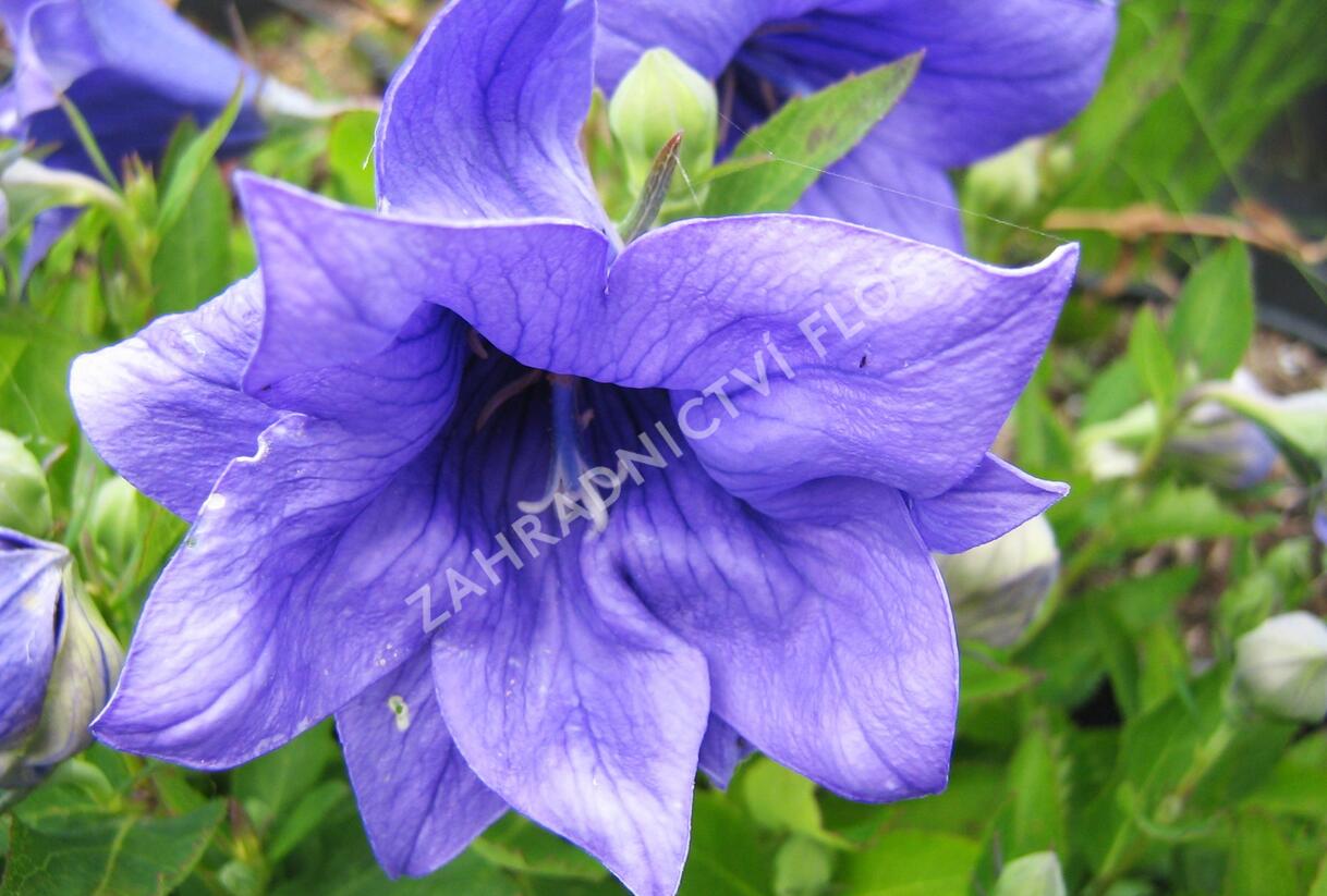 Zvonkovec velkokvětý, boubelka 'Astra Double Blue' - Platycodon grandiflorus 'Astra Double Blue'