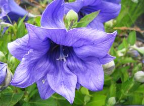 Zvonkovec velkokvětý, boubelka 'Astra Double Blue' - Platycodon grandiflorus 'Astra Double Blue'