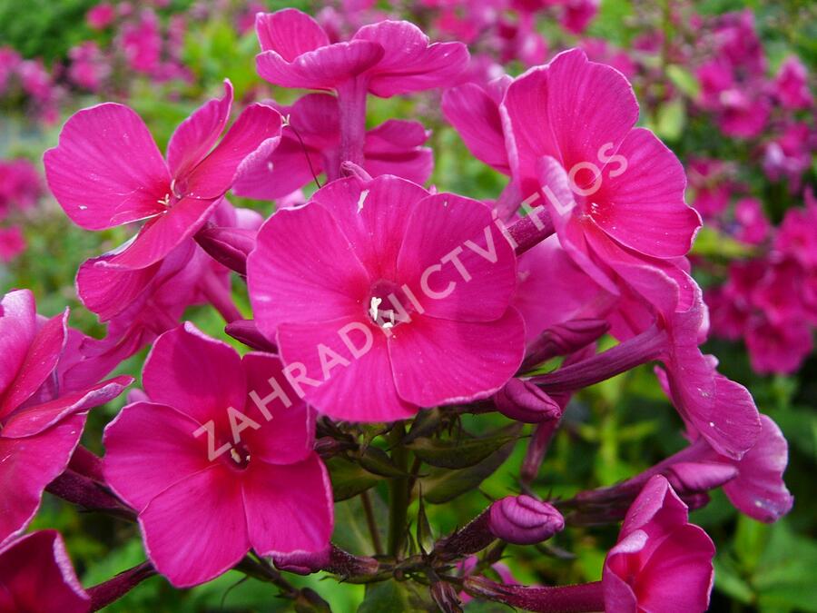 Plamenka latnatá 'Starfire' - Phlox paniculata 'Starfire'
