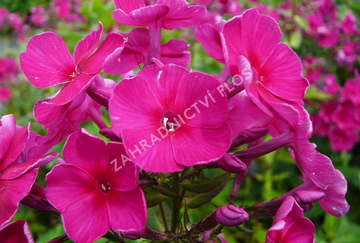Plamenka latnatá 'Starfire' - Phlox paniculata 'Starfire'
