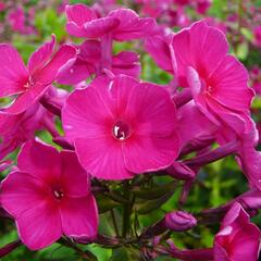 Plamenka latnatá 'Starfire' - Phlox paniculata 'Starfire'