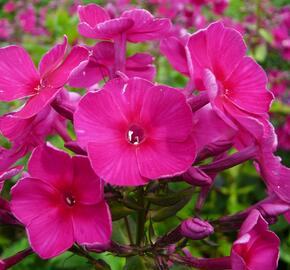 Plamenka latnatá 'Starfire' - Phlox paniculata 'Starfire'