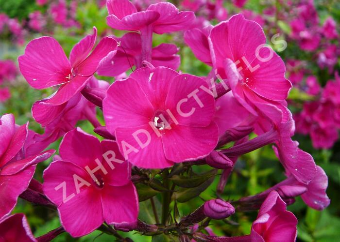 Plamenka latnatá 'Starfire' - Phlox paniculata 'Starfire'