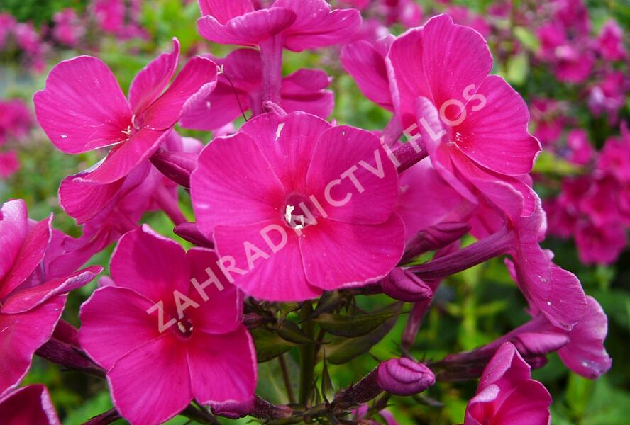 Plamenka latnatá 'Starfire' - Phlox paniculata 'Starfire'