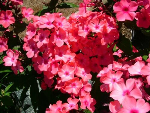 Plamenka latnatá 'Orange Perfection' - Phlox paniculata 'Orange Perfection'