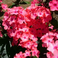 Plamenka latnatá 'Orange Perfection' - Phlox paniculata 'Orange Perfection'