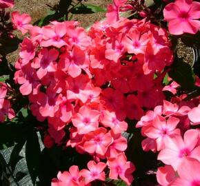 Plamenka latnatá 'Orange Perfection' - Phlox paniculata 'Orange Perfection'