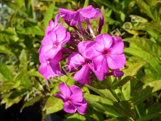 Plamenka latnatá 'Junior Dream' - Phlox paniculata 'Junior Dream'