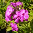 Plamenka latnatá 'Junior Dream' - Phlox paniculata 'Junior Dream'