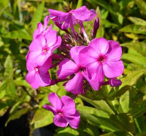 Plamenka latnatá 'Junior Dream' - Phlox paniculata 'Junior Dream'