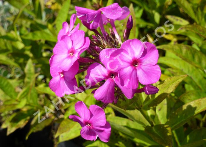 Plamenka latnatá 'Junior Dream' - Phlox paniculata 'Junior Dream'