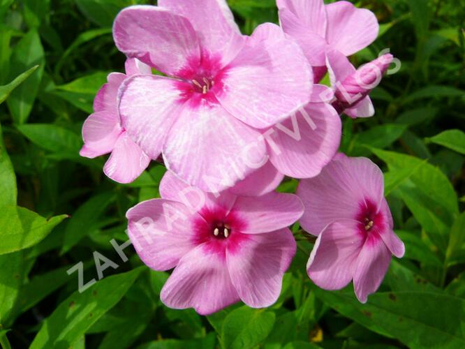 Plamenka latnatá 'Eva Cullum' - Phlox paniculata 'Eva Cullum'