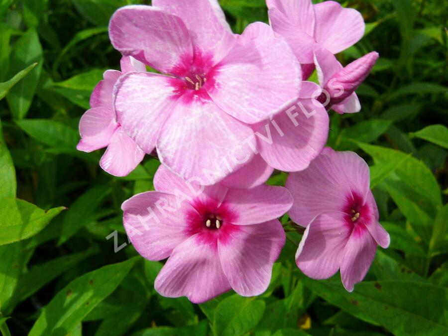 Plamenka latnatá 'Eva Cullum' - Phlox paniculata 'Eva Cullum'