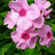 Plamenka latnatá 'Eva Cullum' - Phlox paniculata 'Eva Cullum'