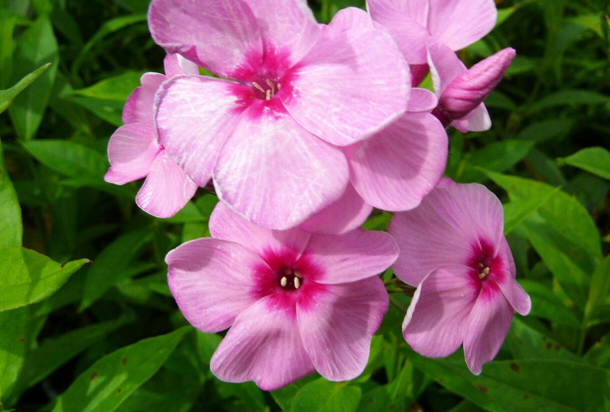 Plamenka latnatá 'Eva Cullum' - Phlox paniculata 'Eva Cullum'