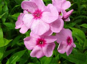 Plamenka latnatá 'Eva Cullum' - Phlox paniculata 'Eva Cullum'