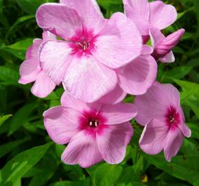 Plamenka latnatá 'Eva Cullum' - Phlox paniculata 'Eva Cullum'