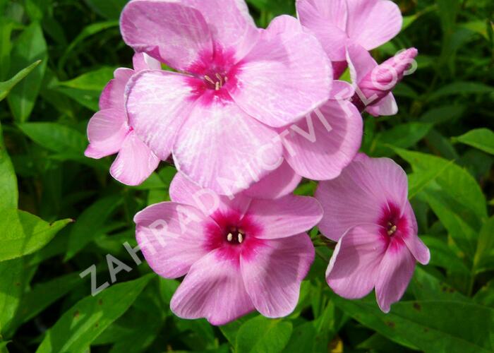 Plamenka latnatá 'Eva Cullum' - Phlox paniculata 'Eva Cullum'