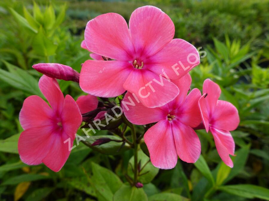 Plamenka latnatá 'Eva Cullum' - Phlox paniculata 'Eva Cullum'
