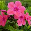 Plamenka latnatá 'Eva Cullum' - Phlox paniculata 'Eva Cullum'