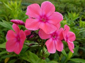 Plamenka latnatá 'Eva Cullum' - Phlox paniculata 'Eva Cullum'
