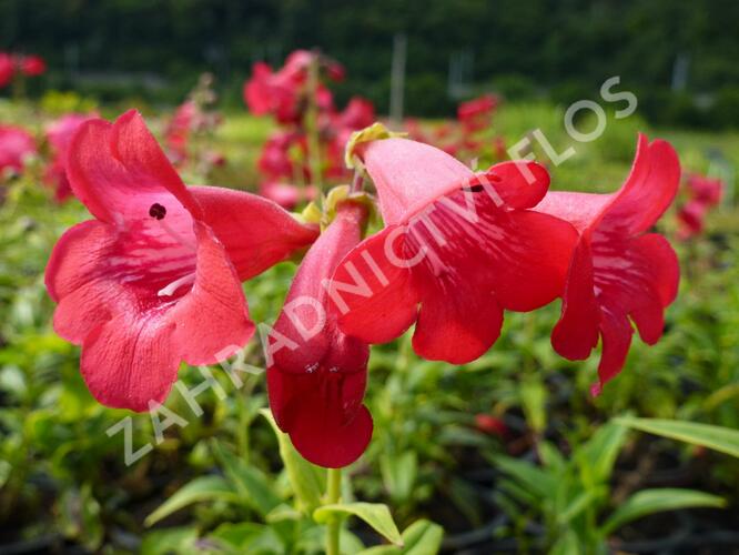 Dračík 'Tubular Bells Red' - Penstemon hartwegii 'Tubular Bells Red'