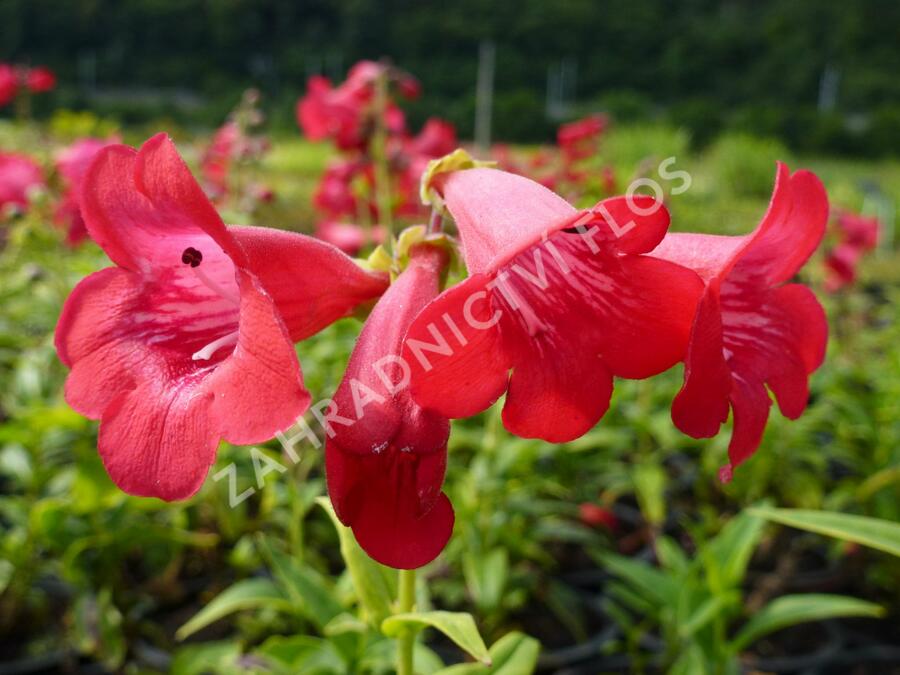 Dračík 'Tubular Bells Red' - Penstemon hartwegii 'Tubular Bells Red'