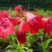 Dračík 'Tubular Bells Red' - Penstemon hartwegii 'Tubular Bells Red'