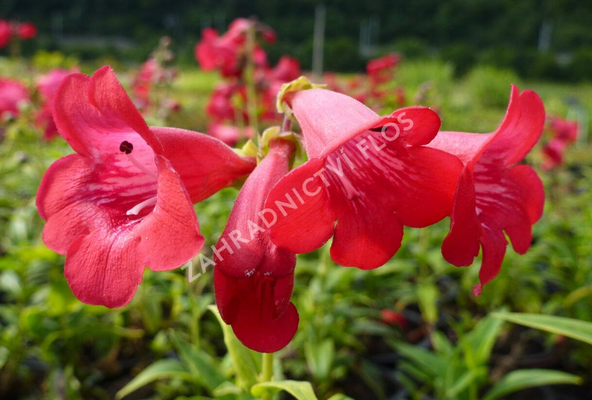 Dračík 'Tubular Bells Red' - Penstemon hartwegii 'Tubular Bells Red'